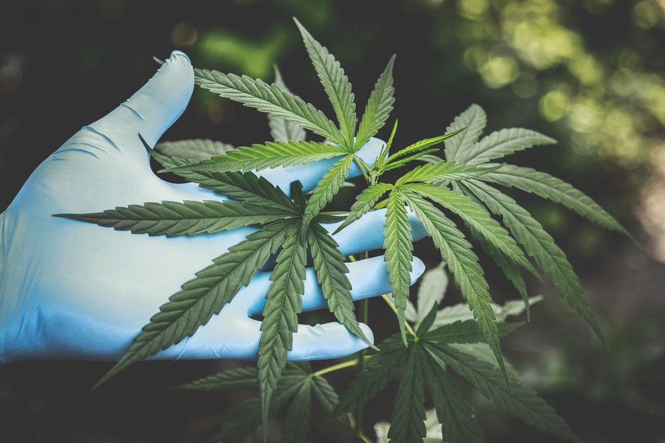 Marijuana Laws in California: What You Need to Know