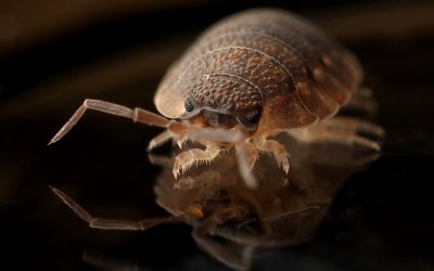 Can I Sue My Employer For Bed Bugs?