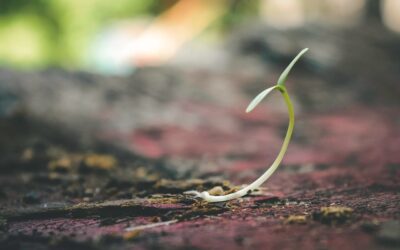 How to Successfully Grow Your Law Firm