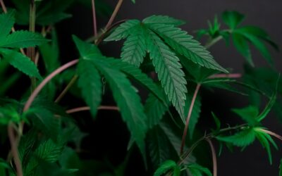 Ohio Marijuana Laws: Is Weed Legal in OH?