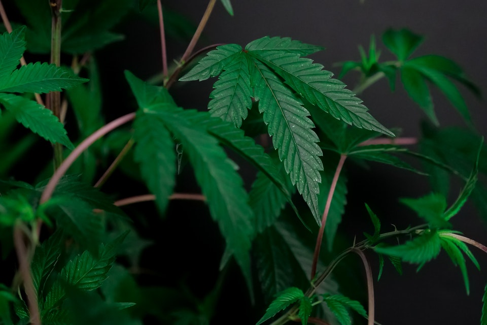 Ohio Marijuana Laws: Is Weed Legal in OH?